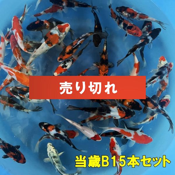 坂牧当歳B　15本セット