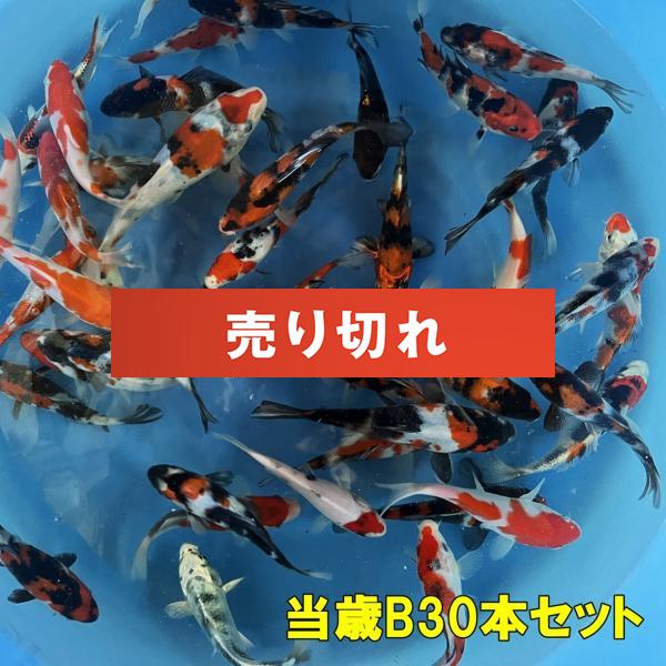 坂牧当歳B　30本セット