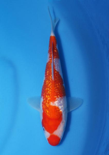 銀鱗紅白　22㎝