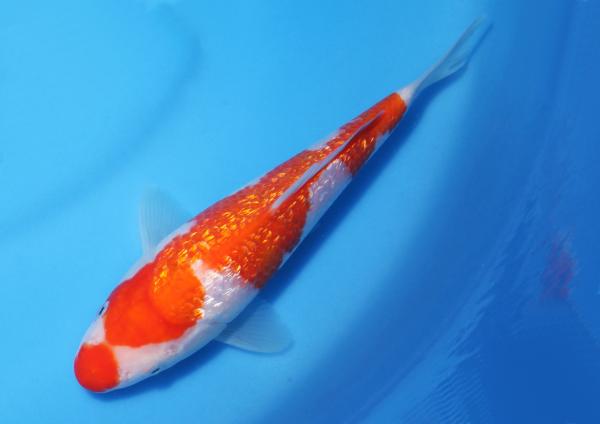 銀鱗紅白　22㎝