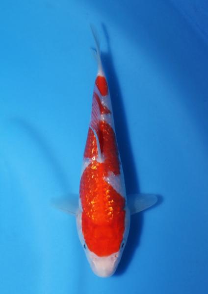 最大80%OFFクーポン 錦鯉 No518 仙助紅白 2才 41cm