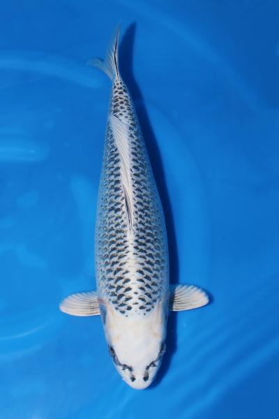 銀松葉♀　　51㎝