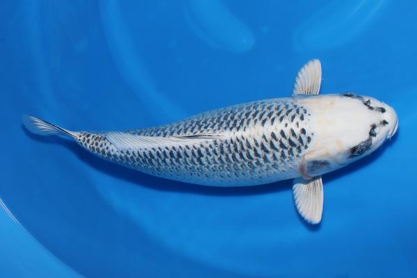 銀松葉♀　　51㎝