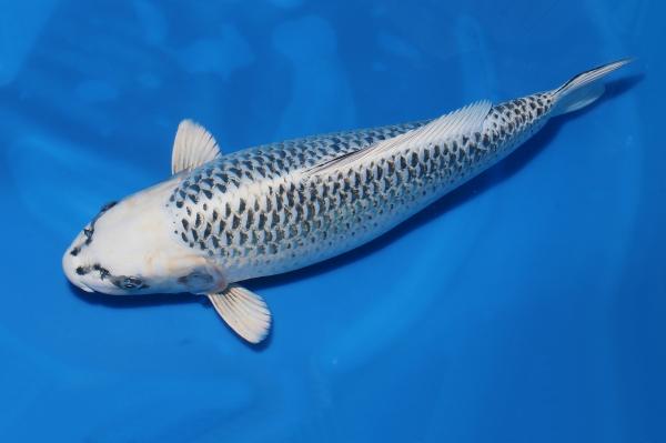 銀松葉♀　　51㎝