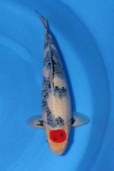 丹頂昭和　　42㎝