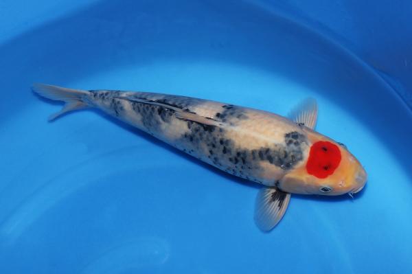 丹頂昭和　　42㎝