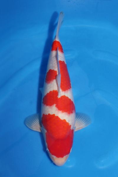 紅白♂　　42㎝