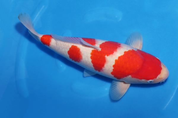 紅白♂　　42㎝