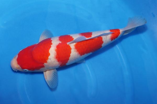 紅白♂　　42㎝