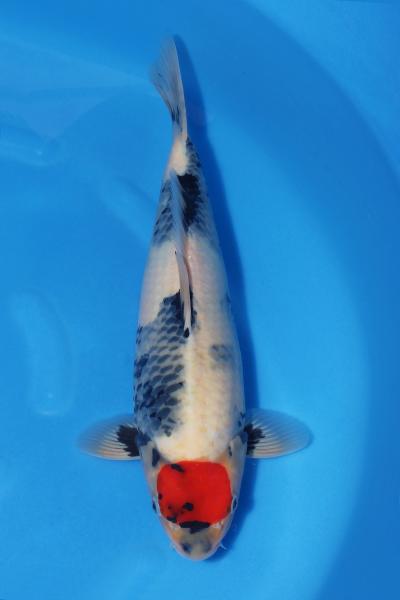 丹頂昭和♀　　43㎝