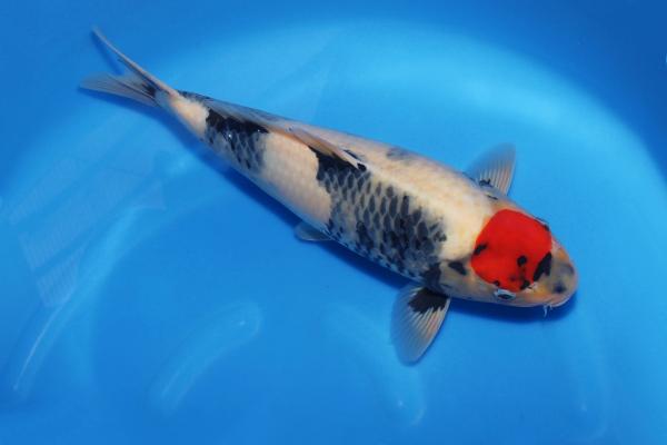 丹頂昭和♀　　43㎝