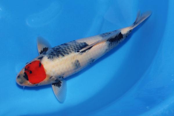 丹頂昭和♀　　43㎝