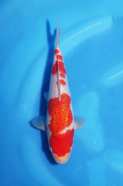 銀鱗紅白　22㎝