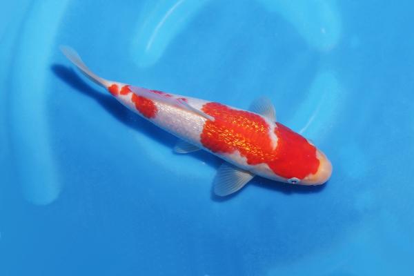 銀鱗紅白　22㎝