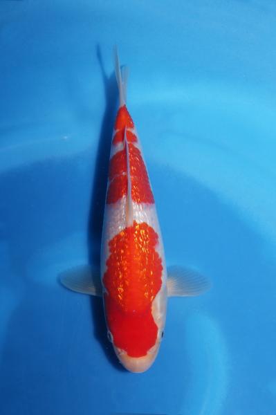 銀鱗紅白　23㎝