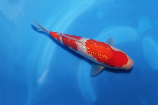 銀鱗紅白　23㎝