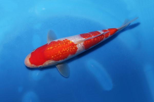 銀鱗紅白　23㎝