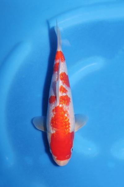 銀鱗紅白　23㎝