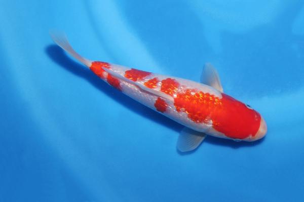 銀鱗紅白　23㎝