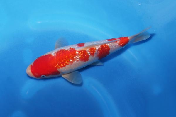 銀鱗紅白　23㎝