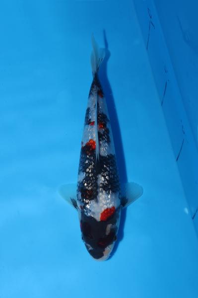 銀鱗昭和　18㎝