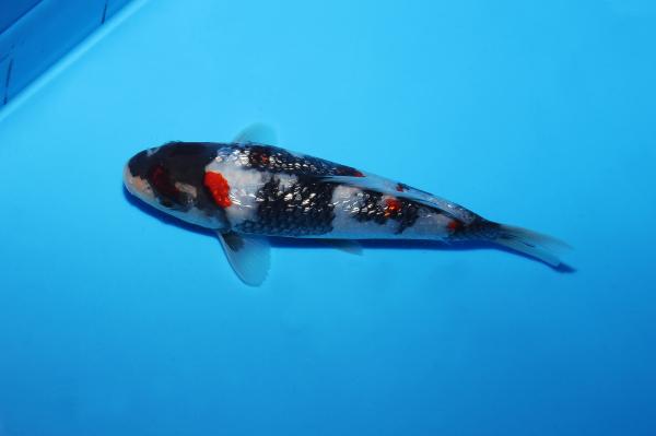 銀鱗昭和　18㎝