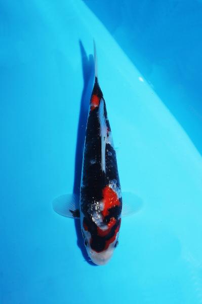 銀鱗昭和　18㎝