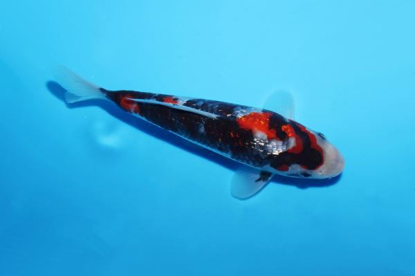 銀鱗昭和　18㎝