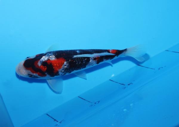 銀鱗昭和　18㎝