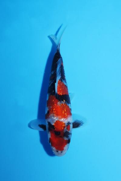 銀鱗昭和　18㎝