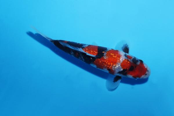 銀鱗昭和　18㎝