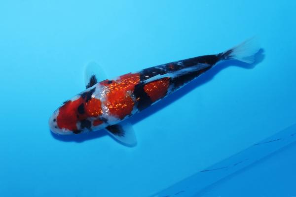 銀鱗昭和　18㎝