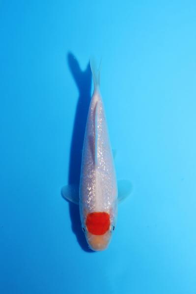 銀鱗丹頂　13㎝