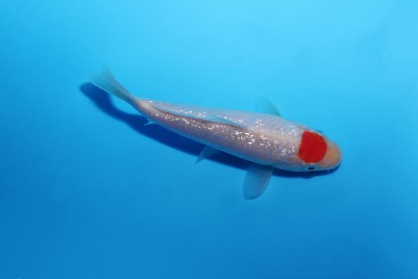 銀鱗丹頂　13㎝