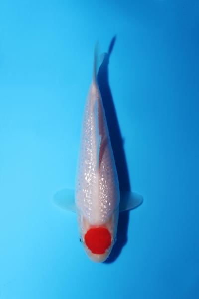 銀鱗丹頂　15㎝