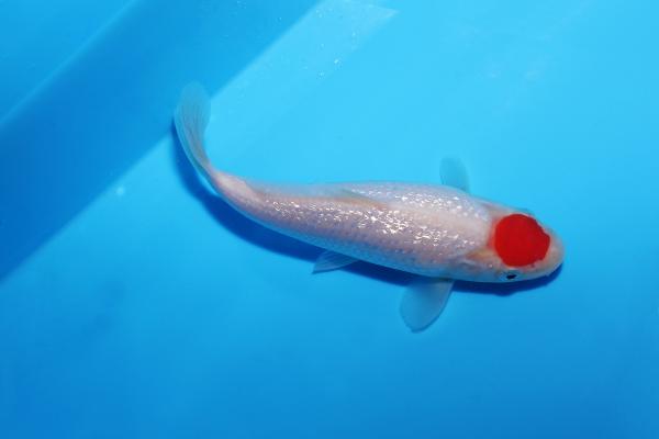 銀鱗丹頂　15㎝