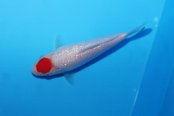 銀鱗丹頂　15㎝