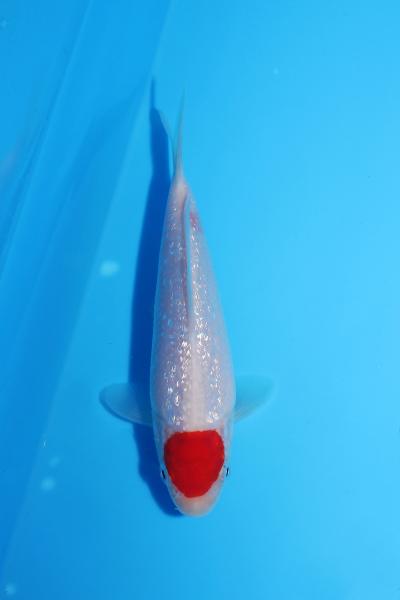 銀鱗丹頂　14㎝