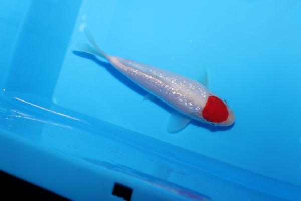 銀鱗丹頂　14㎝