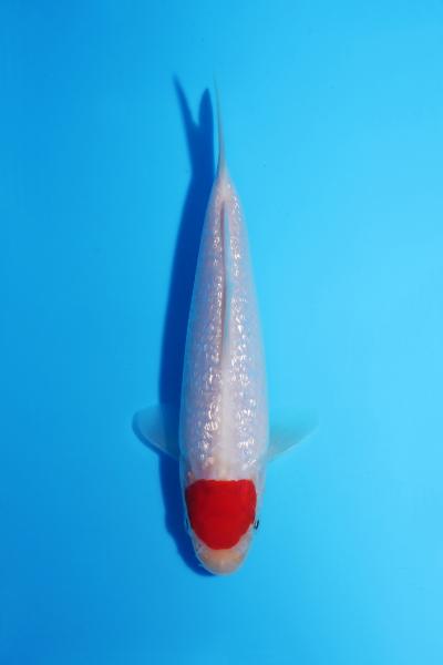 銀鱗丹頂　15㎝