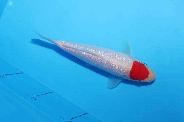 銀鱗丹頂　15㎝