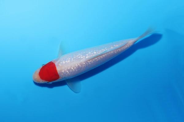 銀鱗丹頂　15㎝