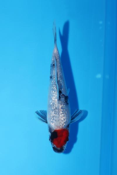 銀鱗丹頂昭和　15㎝