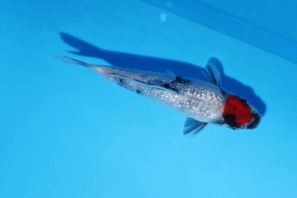 銀鱗丹頂昭和　15㎝