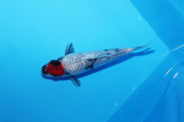 銀鱗丹頂昭和　15㎝