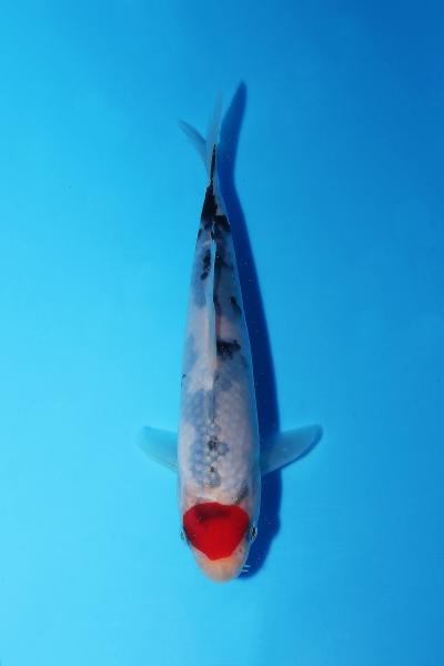 丹頂三色　15㎝