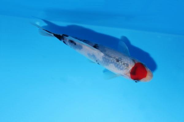 丹頂三色　15㎝