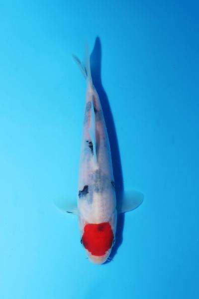 丹頂三色　16㎝