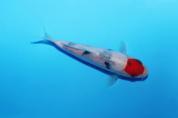 丹頂三色　16㎝