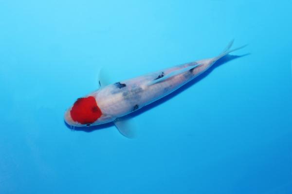 丹頂三色　16㎝